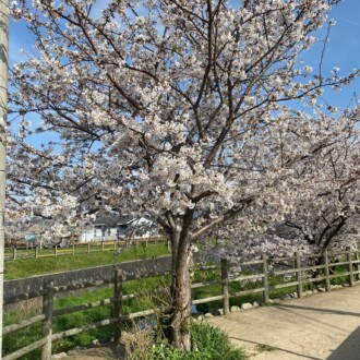 桜は美しく散る。人間は？